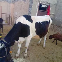 یک ماده گاو هلشتین