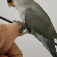 طوطی برزیلی و عروس هلندی|پرنده|برازجان, |دیوار