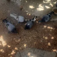 کبوتر پلاکی