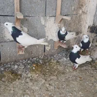 طوقی سیاه ماده