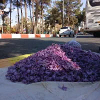 زعفران تازه عیار بالا