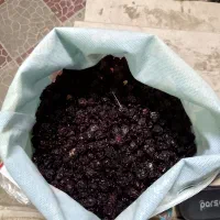 آلوچه ترش|خوردنی و آشامیدنی|مشهد, تلگرد|دیوار