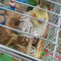 فروش جوجه عروس هلندی 1ماهه کاملا تربیت شده|پرنده|بجنورد, |دیوار