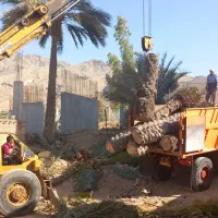 قطع نخل ودرخت درباغ ومنزل|خدمات باغبانی و درختکاری|جهرم, |دیوار