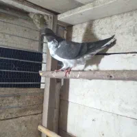 کبوتر پرشی|پرنده|رودسر, |دیوار