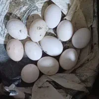 تخم گلین تازه.اصل