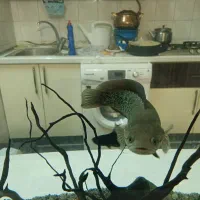 چانا آسیاتیکا