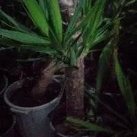 فروش  بنجامین ابلغ  و بلک  و یوکا  تنه دار .رخ زده|گل و گیاه طبیعی|نشتارود, |دیوار