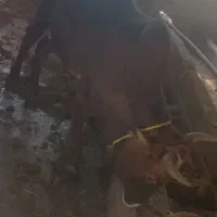 ورزا کوله چالوسی گاو نر