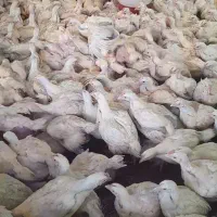 مرغ اورگانیک