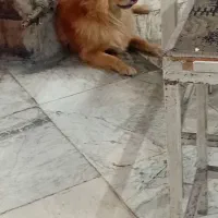 پامرین روباهی سن یک سال و نیم شناسنامه دار