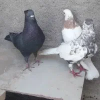 طوق پرتقالی قشنگ|پرنده|بهبهان, |دیوار