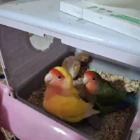 جفت طوطی برزیلی صورت هلویی مولد با جوجه|پرنده|محمدشهر, محمدشهر|دیوار