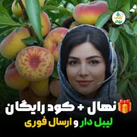 نهال شلیل و هلو زعفرانی با کیفیت و تضمینی