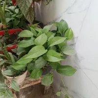 گل طبیعی|گل و گیاه طبیعی|خرم‌آباد, |دیوار
