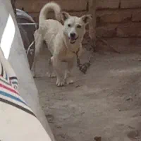 سگ پاکوتاه