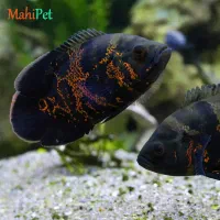 آکواریوم و ماهی اسکار