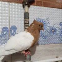 کبوتر