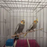 ی جفت عروس هلندی
