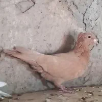 ماده زرد|پرنده|بافت, |دیوار