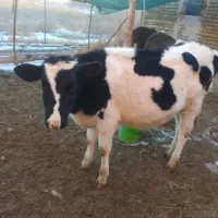 گاو|حیوانات مزرعه|ارومیه, |دیوار