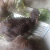 بزغاله نرعلف خور|حیوانات مزرعه|نکا, |دیوار