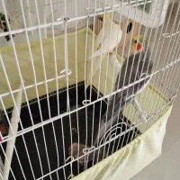 پرنده عروس هلندی