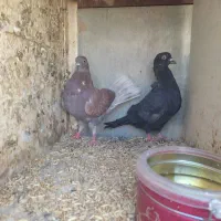 کبوتر|پرنده|اردکان, |دیوار