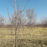 باغ الوان در روستای گوروان عجبشیر|فروش زمین و ملک کلنگی|عجب شیر, |دیوار