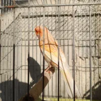 قناری جفت نرماده و دوتا نر مست و جفت طوطی برزیلی|پرنده|بوشهر, |دیوار