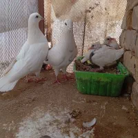 کفتر و جوجه