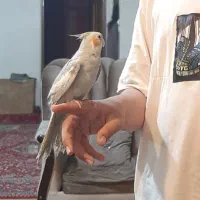 عروس هلندی نر