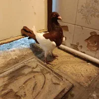 یهودی سرخ|پرنده|مشهد, تلگرد|دیوار