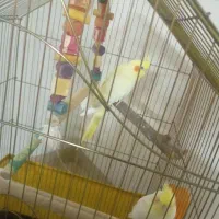 عروس هلندی جفت دستی لوتینو زعفرونی|پرنده|پاکدشت, پاکدشت (مامازند)|دیوار