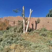 خرید چوب وبرش زدن درخت‌های مزاحم پیر|خدمات باغبانی و درختکاری|رفسنجان, |دیوار