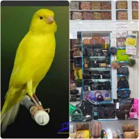 کیف معاوضه با قناری