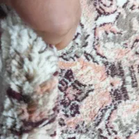 ۲عدد۶ متری یک۱۲متری|فرش|نورآباد, |دیوار