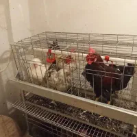 مرغ و خروس هفت ماهه
