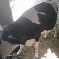 گاو|حیوانات مزرعه|زابل, |دیوار