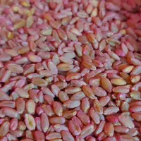 گندم بوجاری شده و ضد عفونی شده