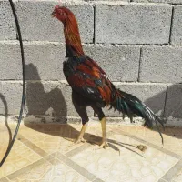 خروس لاری افغان(معاوضه)
