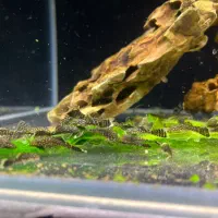 کت L144 یک بند ویکونیم بند