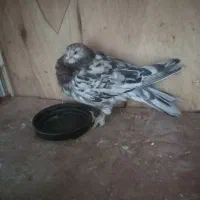 کفتر سرور یه جفت ویه نر فروشی|پرنده|پاکدشت, شهرک امام رضا|دیوار