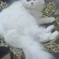 گربه اسکاتیش دبل فولد