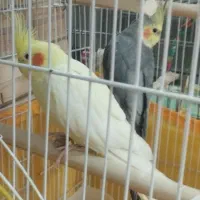 عروس هلندی و مرغ عشق