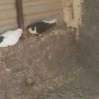 چپی نر مست مست