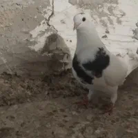 کبوتر