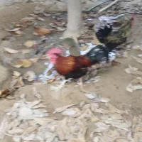 دو عدد خروس یک ساله