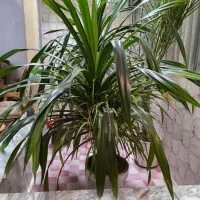 گیاه پاندانوس|گل و گیاه طبیعی|آبیک, |دیوار