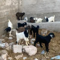 ۱۸عدد کهره نرماده کردی اصیل همه دوقلو و بره شیری|حیوانات مزرعه|کرمان, |دیوار